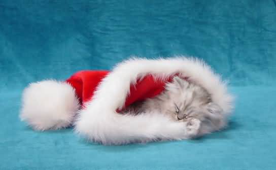 Christmas cat