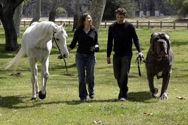 the biggest dog in the world!