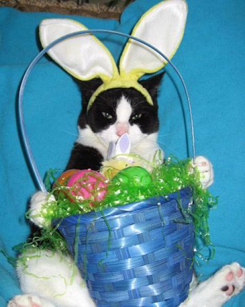 Happy Easter Cat