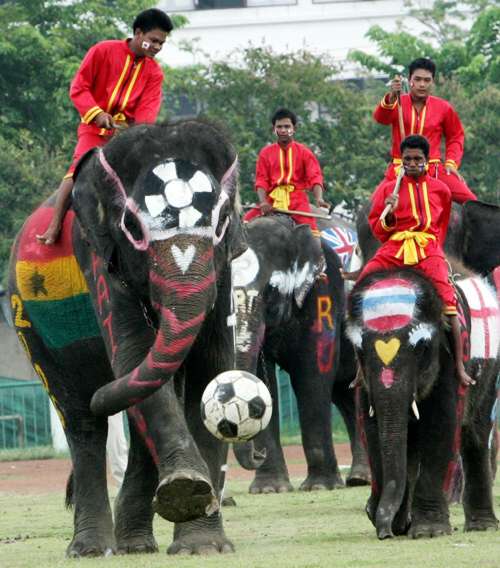 elephant soccer