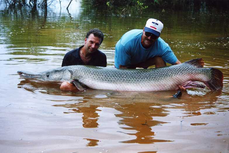 Alligator gar fishing