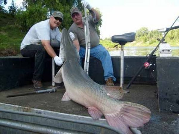 Alligator gar