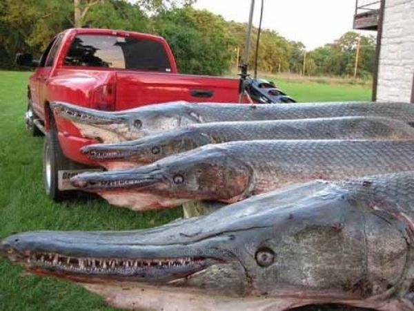 Alligator gars