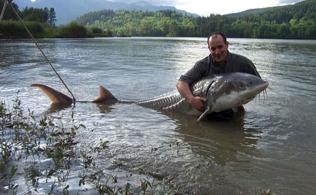 big sturgeon