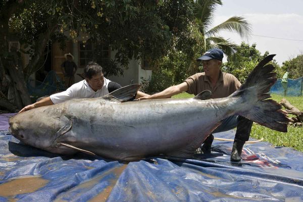 fish world record