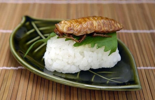 insect rice