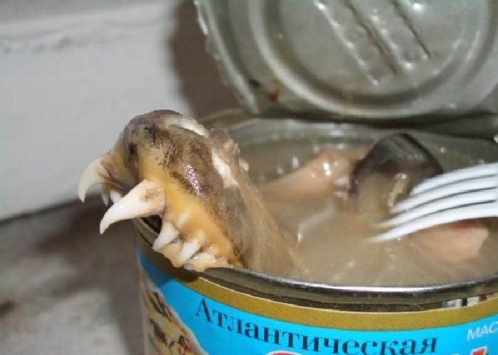 Canned herring