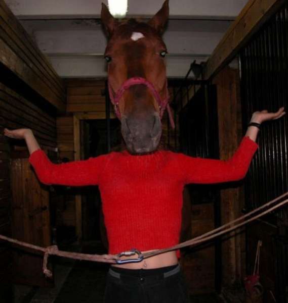 face horse