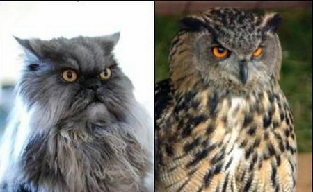 funny owl. A cat and an owl !