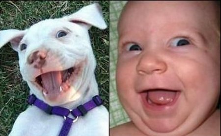 www.funny images.com. (IMG:http://www.funny-potato.com/images/funniest-pictures/funny-twins/dog- 