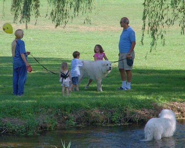 kid leash