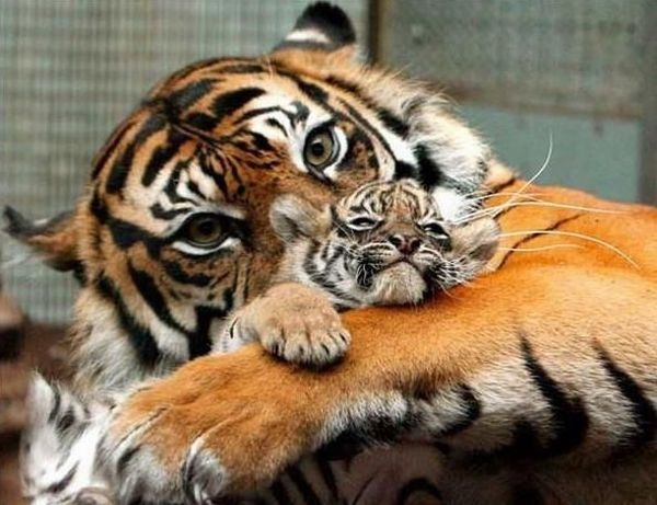 Baby tiger picture