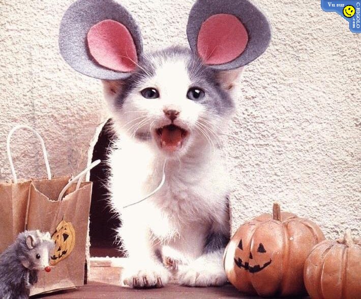 cat halloween