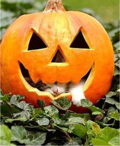 Pumpkin Cat