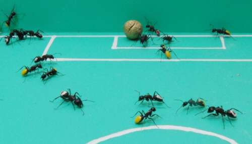 ants playing soccer