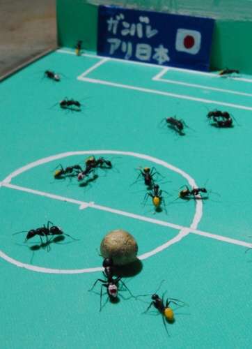 soccer game with ants