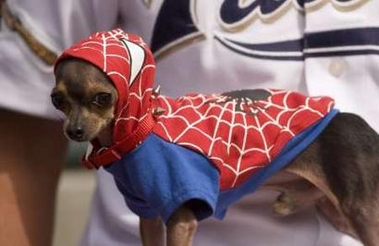 dog-spiderman.jpg