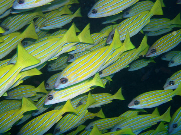 Water Maldives