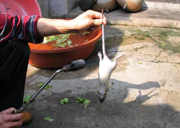 rat