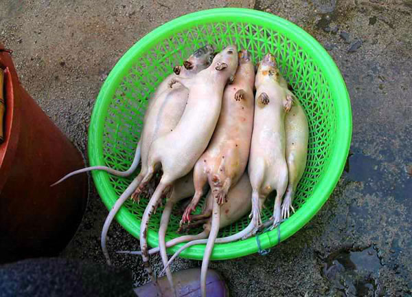 rats